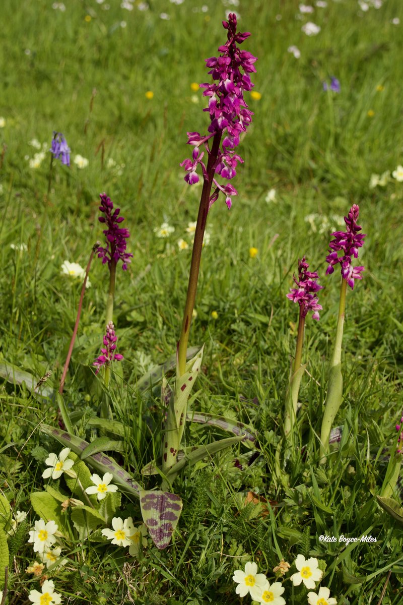 Early Purple Orchids growing with Primroses. Dartmoor National Park. 21.04.2024. @wildflower_hour @ukorchids #wildflowerhour #wildflowers #orchids