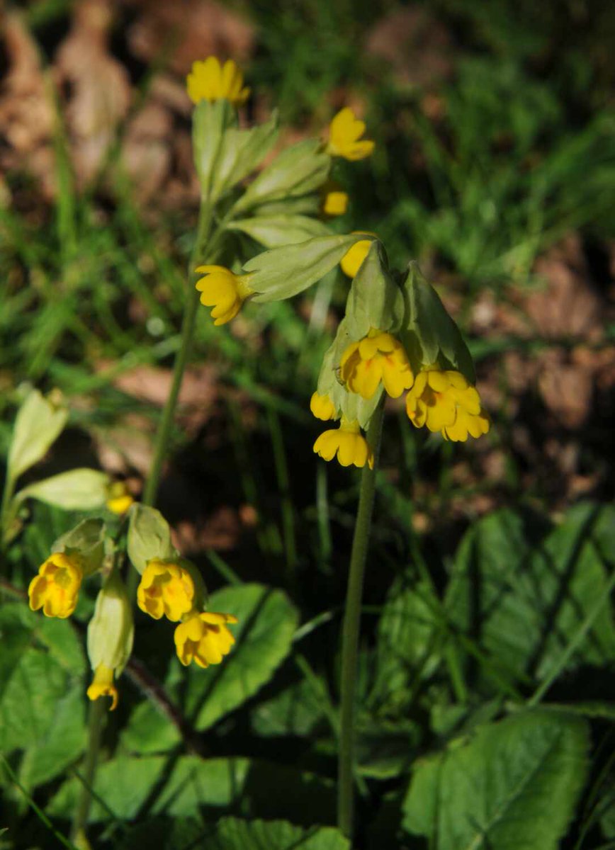 v36Woods's tweet image. A few Cowslips (Primula veris) for the #CowslipChallenge #wildflowerhour #Herefordshire