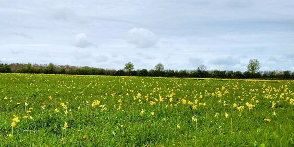 HelenRo88542779's tweet image. Cowslips galore at @NTLyveden Northamptonshire for #WildflowerHour #CowslipChallenge.