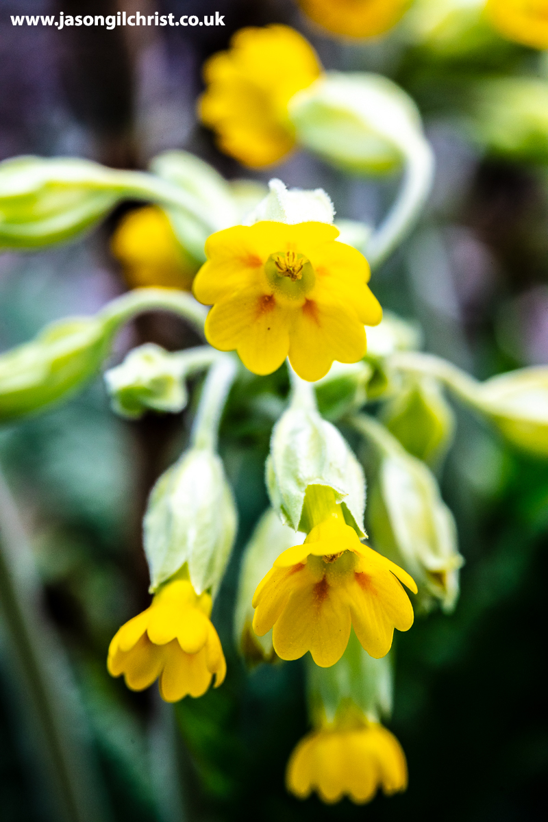 @wildflower_hour @BSBIbotany @PlantlifeScot @BSBIScotland @Love_plants @EdinburghNats @Britnatureguide @NatureUK @MacroHour @NatureScotSouth Cowslip, Primula veris. For #WildflowerHour This week's challenge = #CowslipChallenge I'm happy with that By Union Canal, Wester Hailes, Edinburgh, Scotland. #cowslip #Primulaveris #wildflower #MacroHour #ThePhotoHour #UnionCanal #WesterHailes #Edinburgh #Scotland #ScotlandIsNow