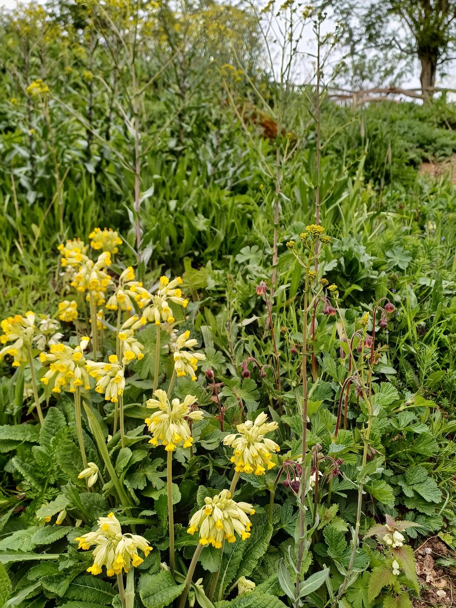 Not many cowslips here #wildflower_hour but bluebells divine #Hertfordshire. Meanwhile cowslips naturalising and spreading on the #wildflower bank planted by a wonderful volunteer at our village fernery project - 115 species native to Hertfordshire planted inc Water Avens.