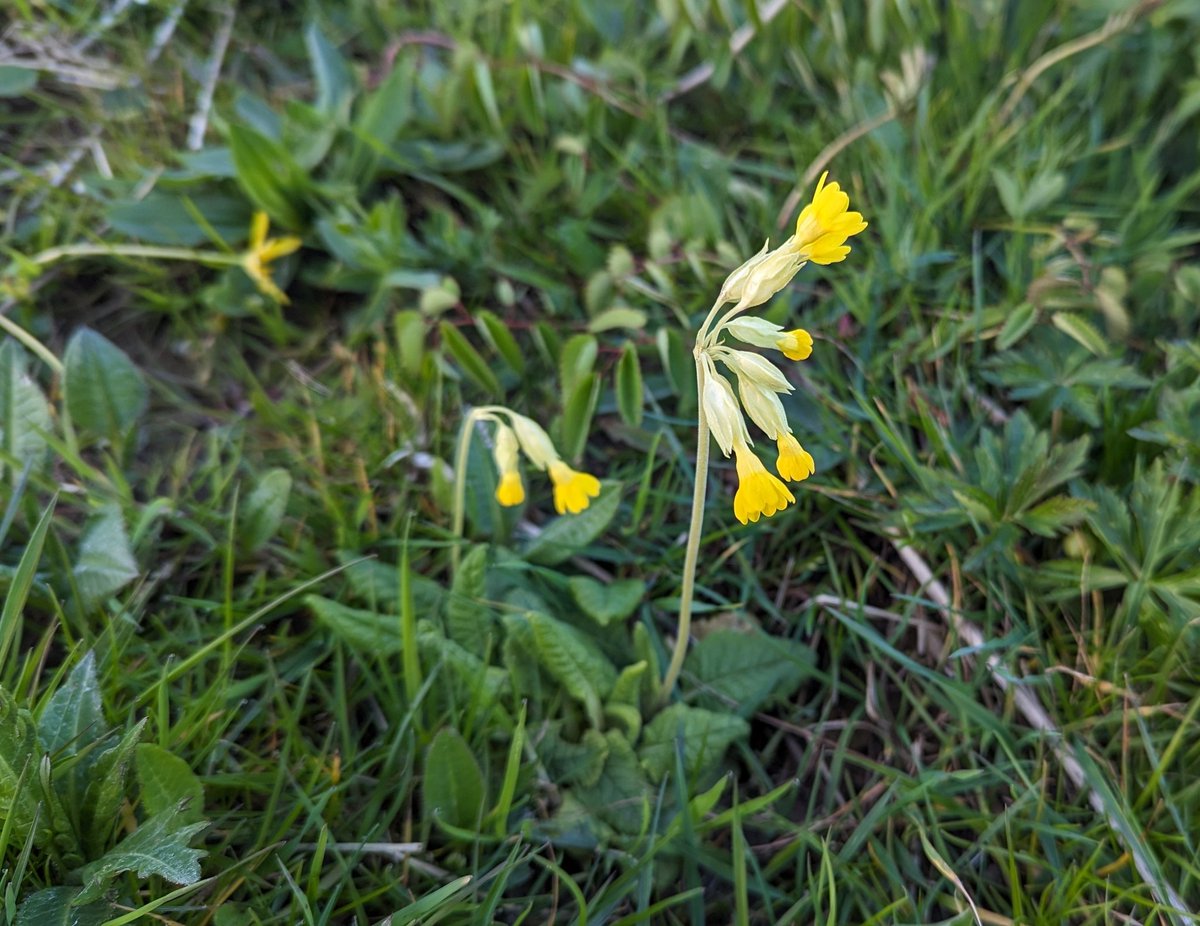Pleased to report we have good numbers of Cowslips in flower in our meadow... They seem to be increasing in number every year. A great indicator species of nice habitats, but sadly more common on verges now than in fields/meadows. #WildflowerHour
