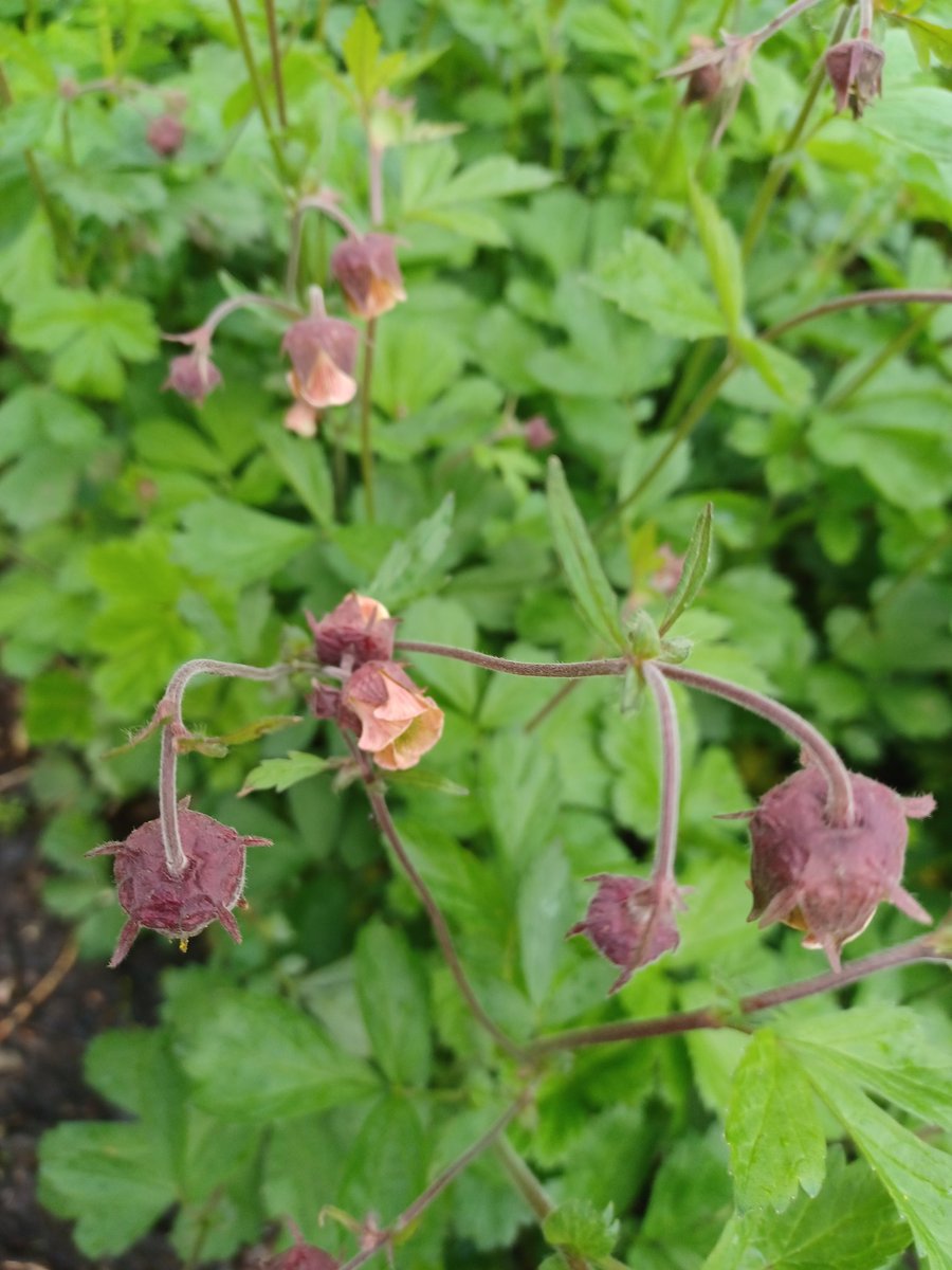 #WildflowerHour Water Avens (Geum rivale) growing by the River Lune near Lancaster.