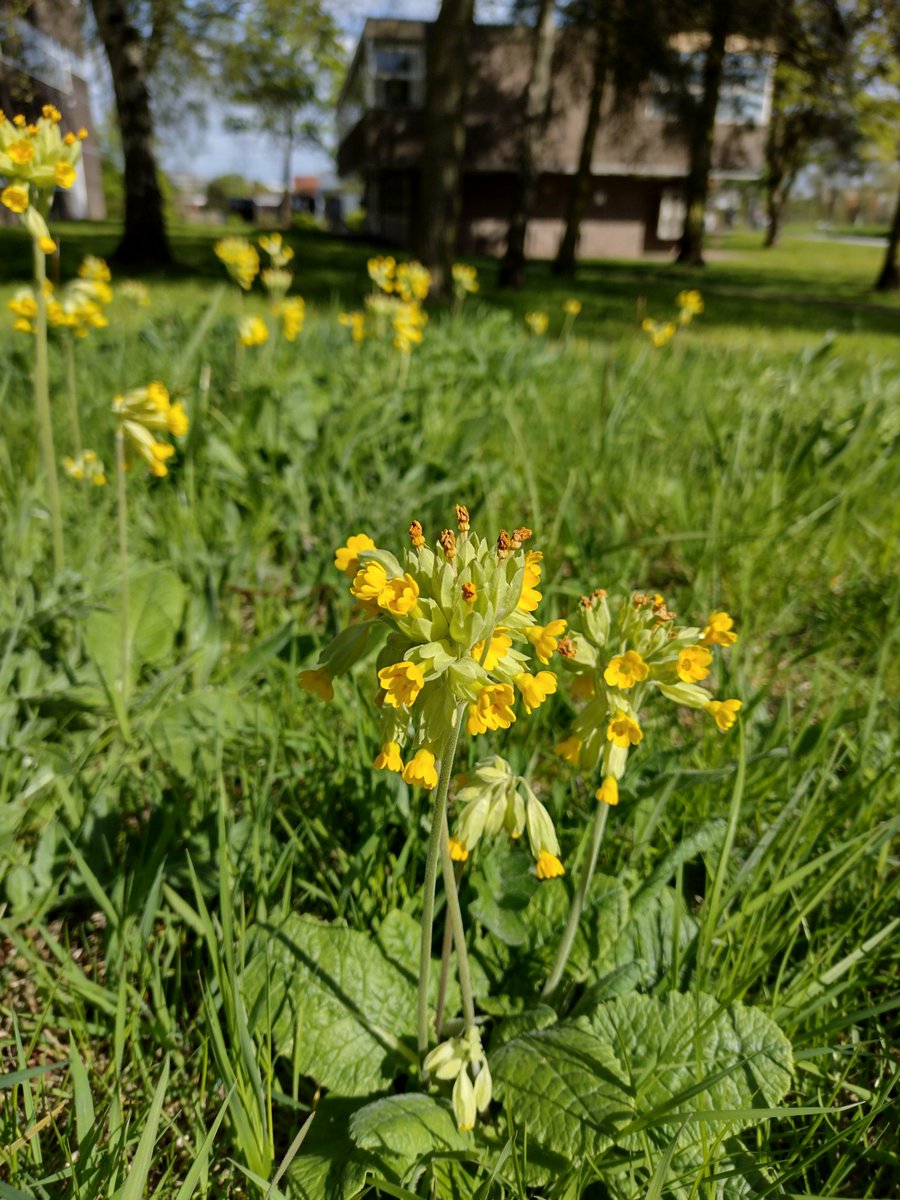 Cowslips always remind me of miniature green & yellow bloomers or pantaloons #CowslipChallenge #wildflowerhour