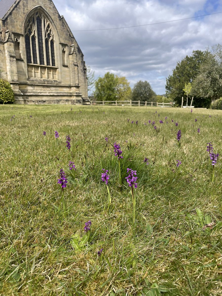 plang56's tweet photo. Why do green-winged orchids love churchyards? @ukorchids @sussexorchids https://t.co/SJ4GzA5oLN