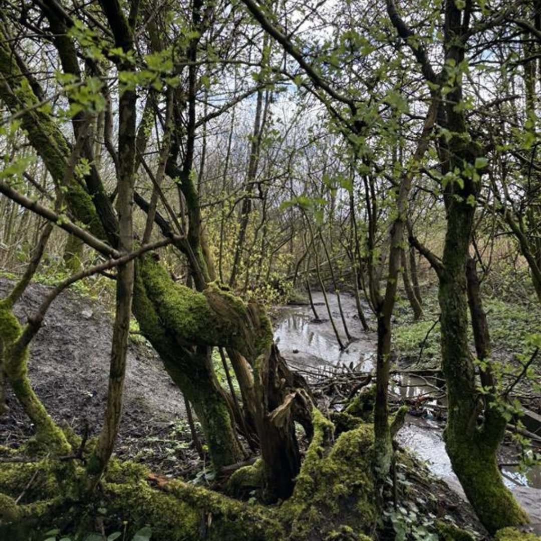 What is wet woodland? It is a unique habitat of trees such as willow, birch and alder, which thrive in poorly drained or flooded soils. This habitat has the power to be a haven for a range of wildlife, including the willow tit - one of our region's most endangered species. (1/3)