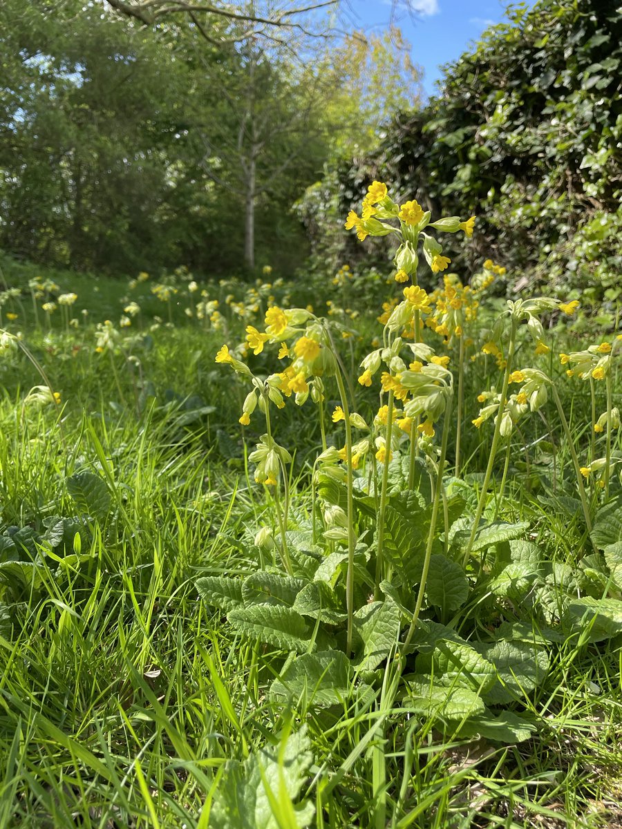 Love how the cowslips just keep on spreading! 💛 #WildFlowerHour #CowslipChallenge @wildflower_hour