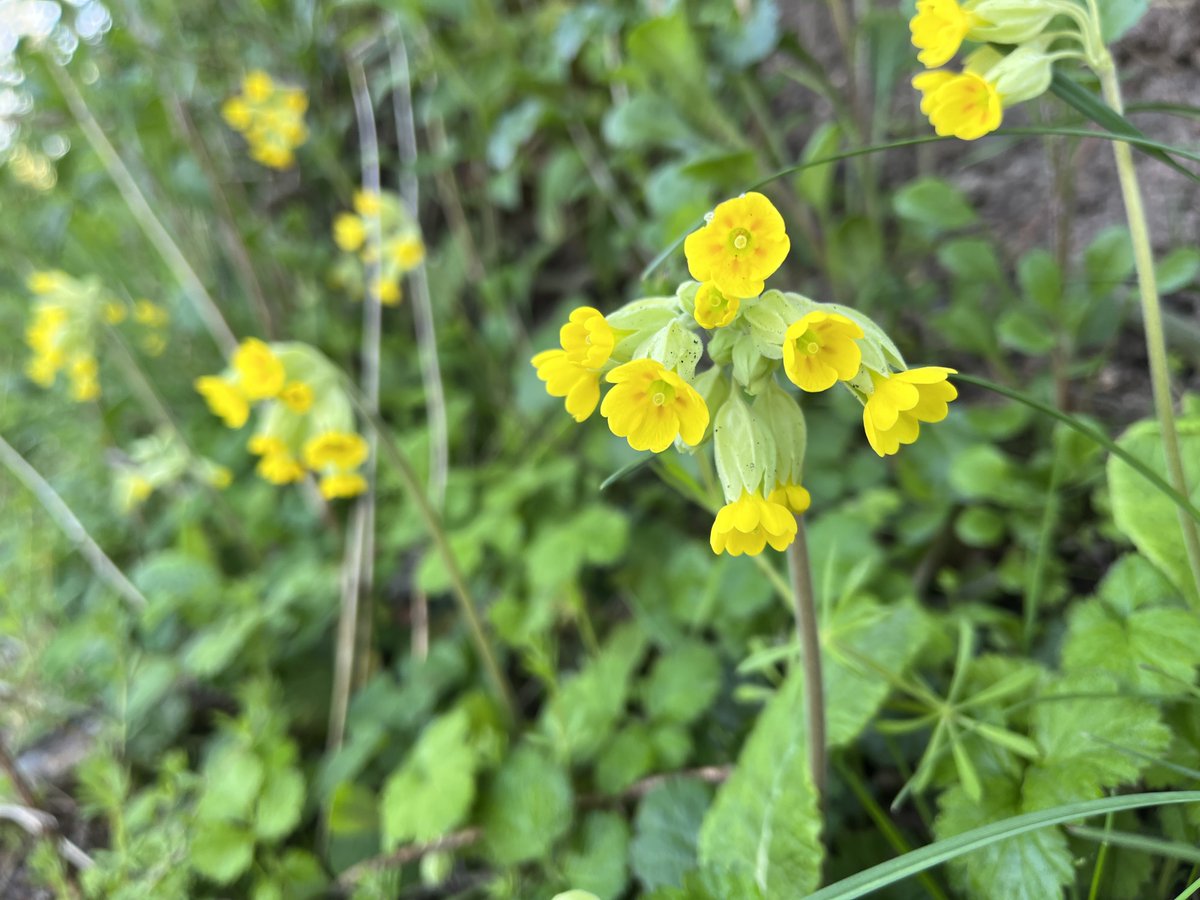 Who doesn't love a Cowslip?! These fine flowers on a bank in Stirling, looking sharp 😍 #CowslipChallenge #wildflowerhour plantatlas2020.org/atlas/2cd4p9h.…