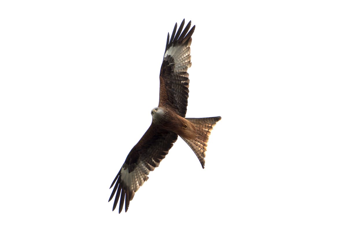 Red Kites were around my village again this afternoon 21/04/24. There were at least 3. #redkites #birdsofprey Unfortunately had the usual white sky as a background.