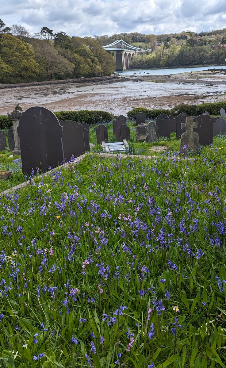 Naturalised Bluebells and Primroses on Ynys yr Eglwys (Church Island) #Anglesey for this week's #Wildflowerhour