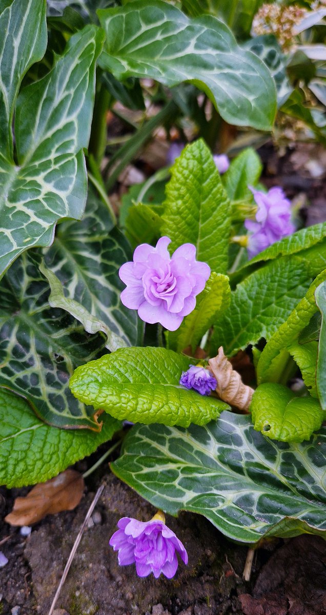 Love this cute little Primula called Quakers Bonnet 💜 
Also one of my UK purchases from the good old days...before Brexit that is 😁🪻
#flowers #gardening