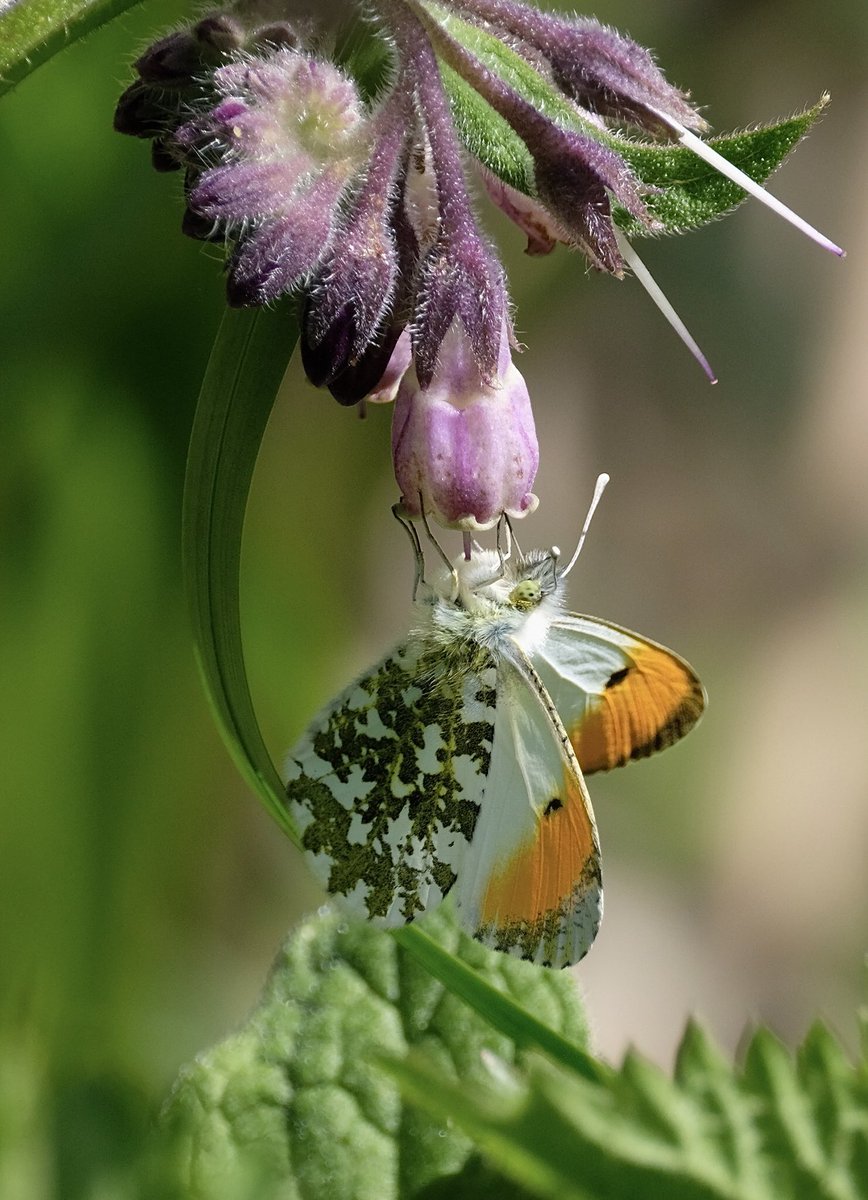 Orange tip butterfly on Comfrey @savebutterflies