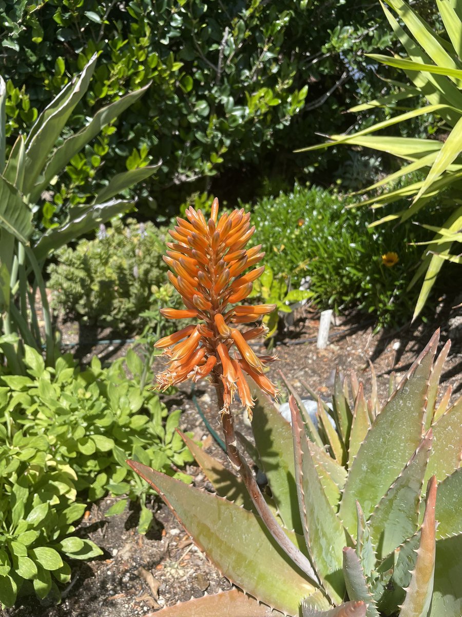 #FlowerReport orange aloe looks happy in a suburban front yard  #GranadaHills #California