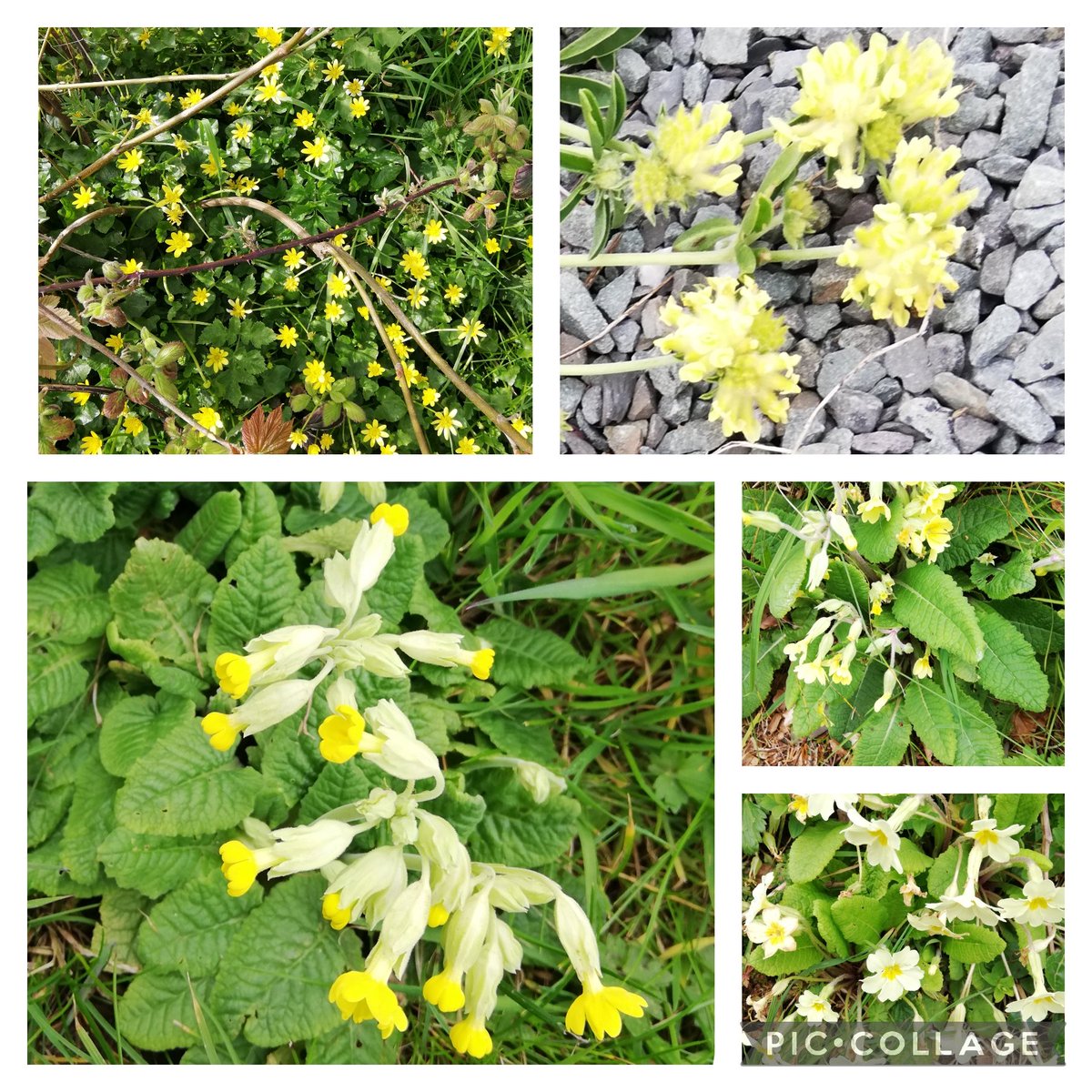 judy_cassells's tweet image. A cluster of cowslips showing in timely fashion for #WildflowerHour&apos;s #CowslipChallenge, together with primroses &amp;amp; hybrid, all self-sown. On the lemony theme,  Kidney Vetch is flowering at the roadside with no apparent sign of wear &amp;amp; tear &amp;amp; the celandines are still going strong.