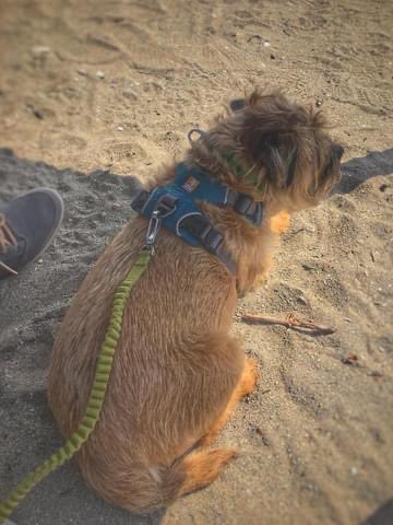 Six years ago today pals I was showing my old mans olds the Cornish highlights #DuncanPickles #dogsofX #btposse #sundayvibes #throwback Hope to be back there soon #Cornwall