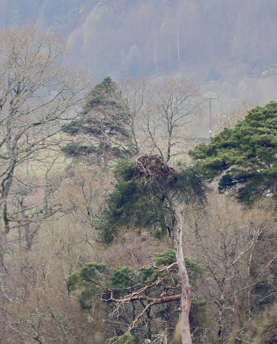 Local Osprey is back. #osprey #Scotland #thetrossachs
