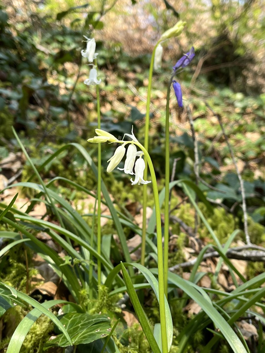 Common Bluebell in Mullaghmeen forest for #wildflowerhour @BSBIbotany @wildflower_hour