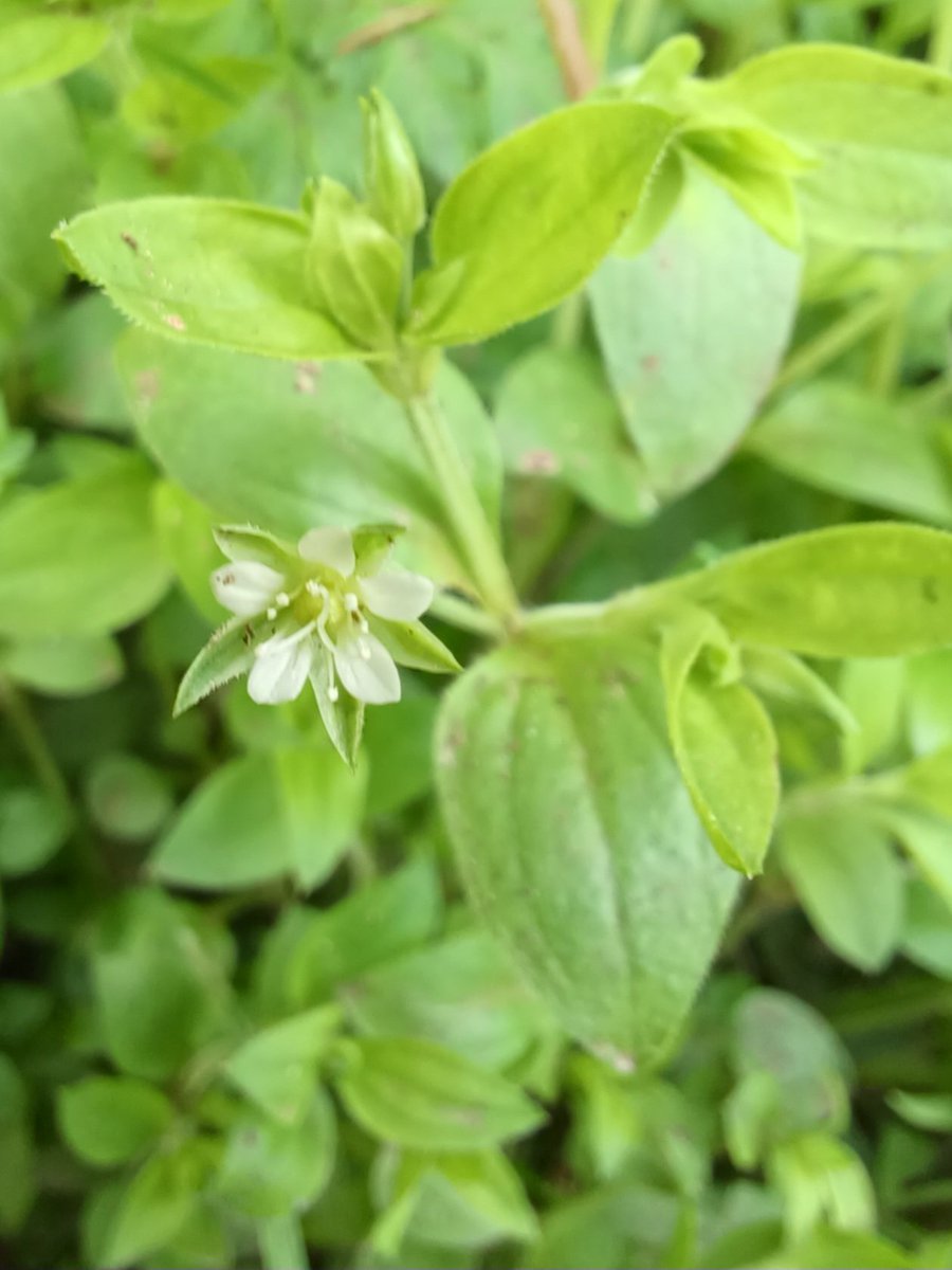 #wildflowerID Three-nerved Sandwort (Moehringia trinervia) found in Silverdale N. Lancs.