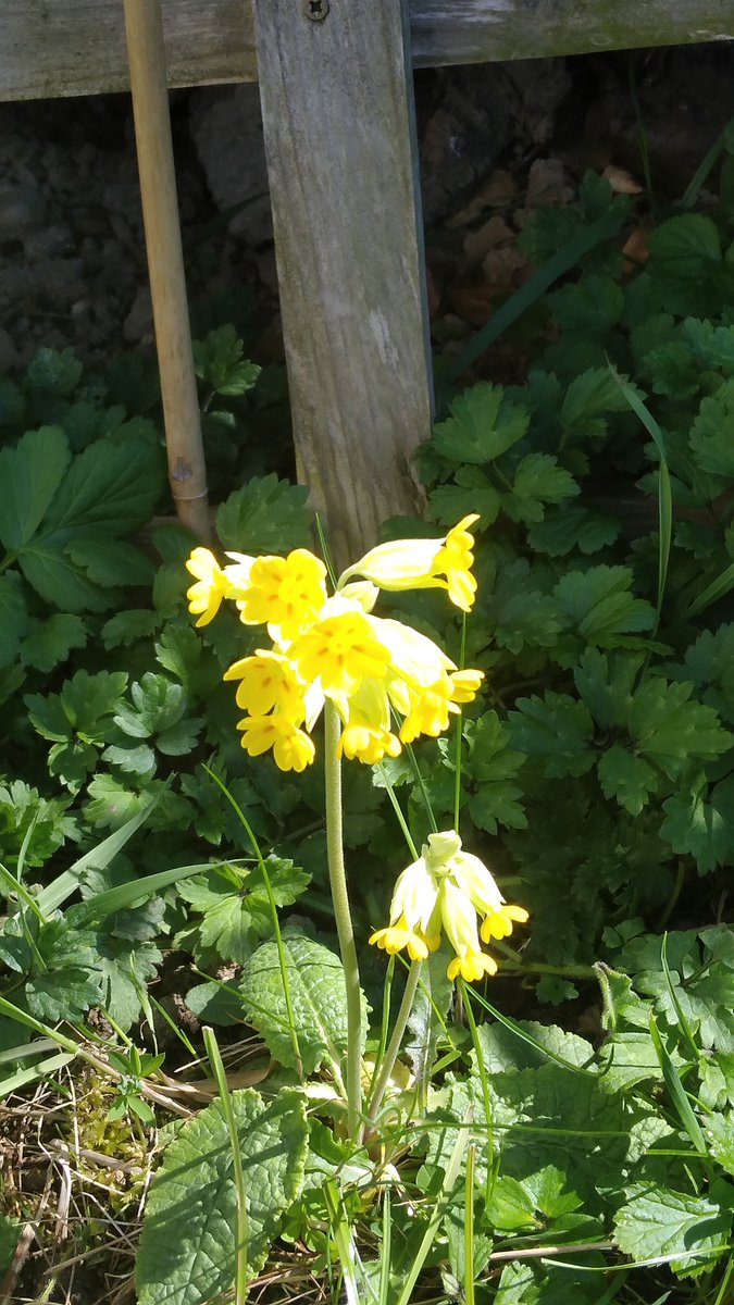 AgrimonySpikes's tweet image. #wildflowerhour #cowslipchallenge