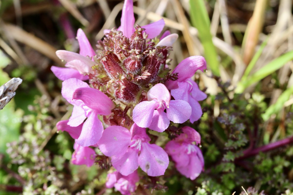 The unfortunately named Lousewort near Kilcrohane this week. It was once believed that livestock that ate the plant would be given lice as a result. #wildflowerhour ⁦@BSBIbotany⁩