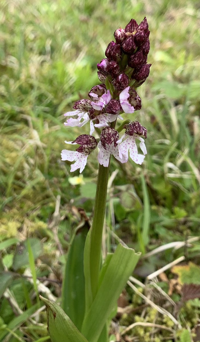 Lady Orchids starting to flower early this year. Kent. @KentWildlife @BSBIbotany @Love_plants @theNPMS @ukorchids #wildflowerhour