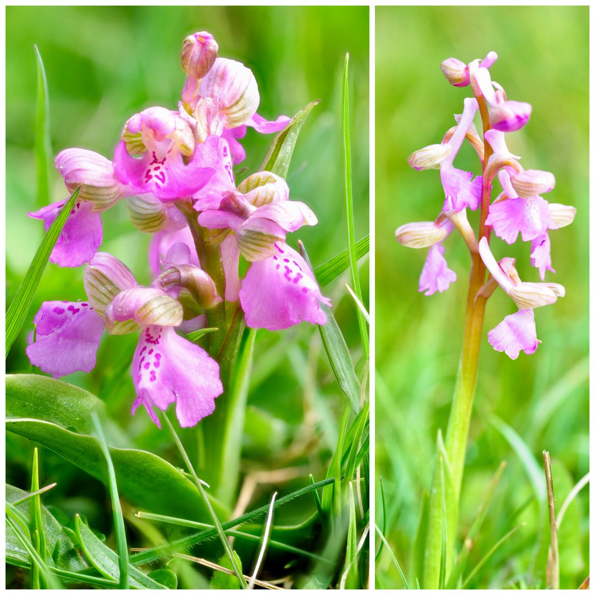 Do love a pink Green-Winged orchid (Anacamptis morio) #silverdale #wildflowerhour @bsbi ⁦@ukorchids⁩