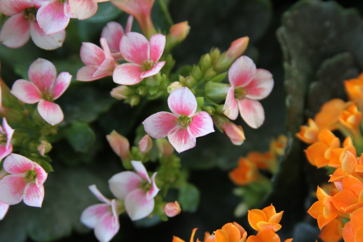 Cinder_Art's tweet photo. No thoughts only flowers‼️

Took some photos for a college project https://t.co/uYIkvKdeWc