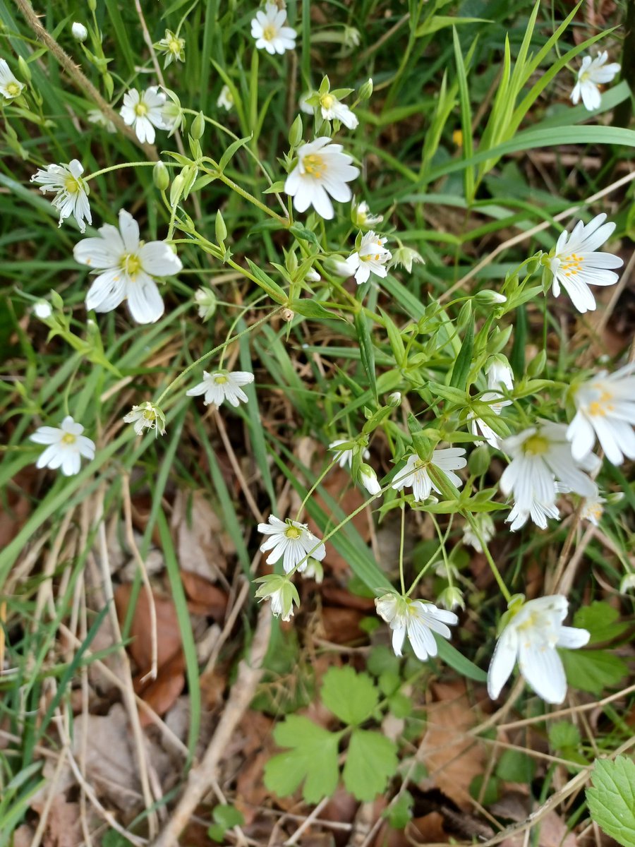 #wildflowerID Greater Stitchwort (Stellaria holostea) found in Lancaster.