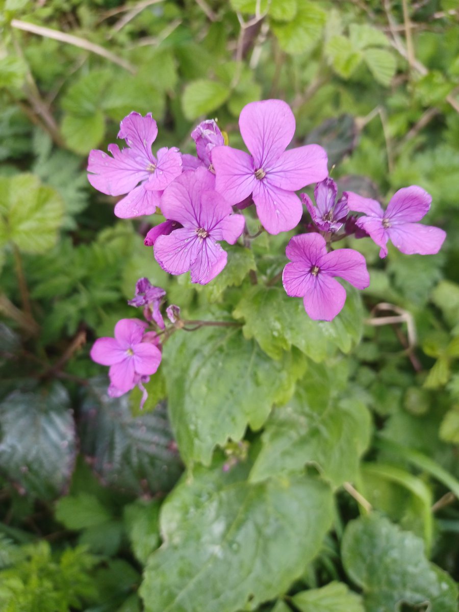 #wildflowerID Honesty (Lunaria annua) found in N. Lancs.