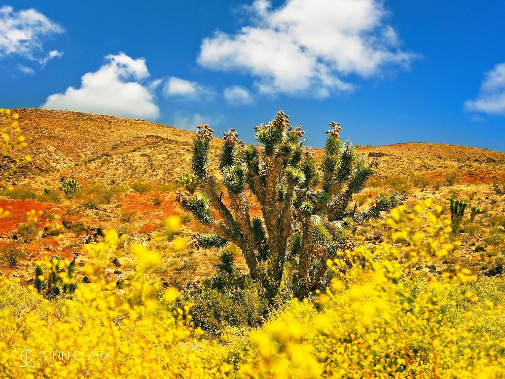 Springtime in the desert can be a colorful experience @TravelNevada #ThePhotoHour #on1pics @ON1photo