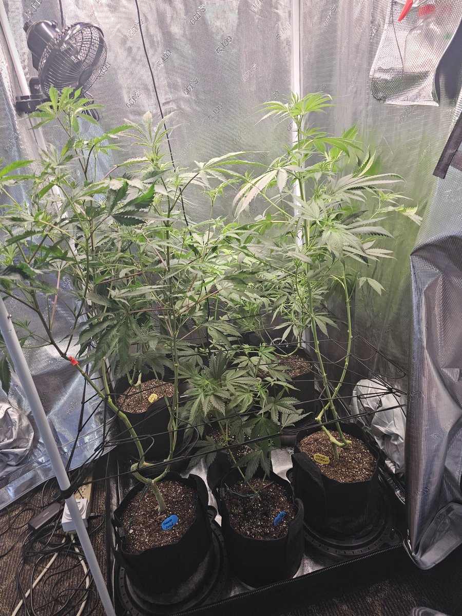 Had to flip to flower before these Irvineseeds.com seeds grow out my tent 🤣 🤣 @breeder_j @irvineseedco @HerbToking @doug_hofferman @ColdAzzIsis89 @Southrngrl78 @Cannabis_Cane #IrvineArmy Letssss grooow!