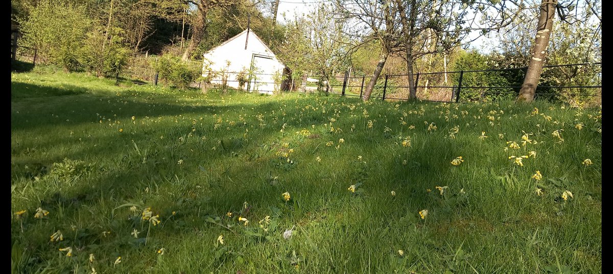 Our No Mow lawn is always packed with cowslips. So cheery in the early spring and the perfect reason to bring #NoMowMay forward to include April as well #CowslipChallenge #WildflowerHour