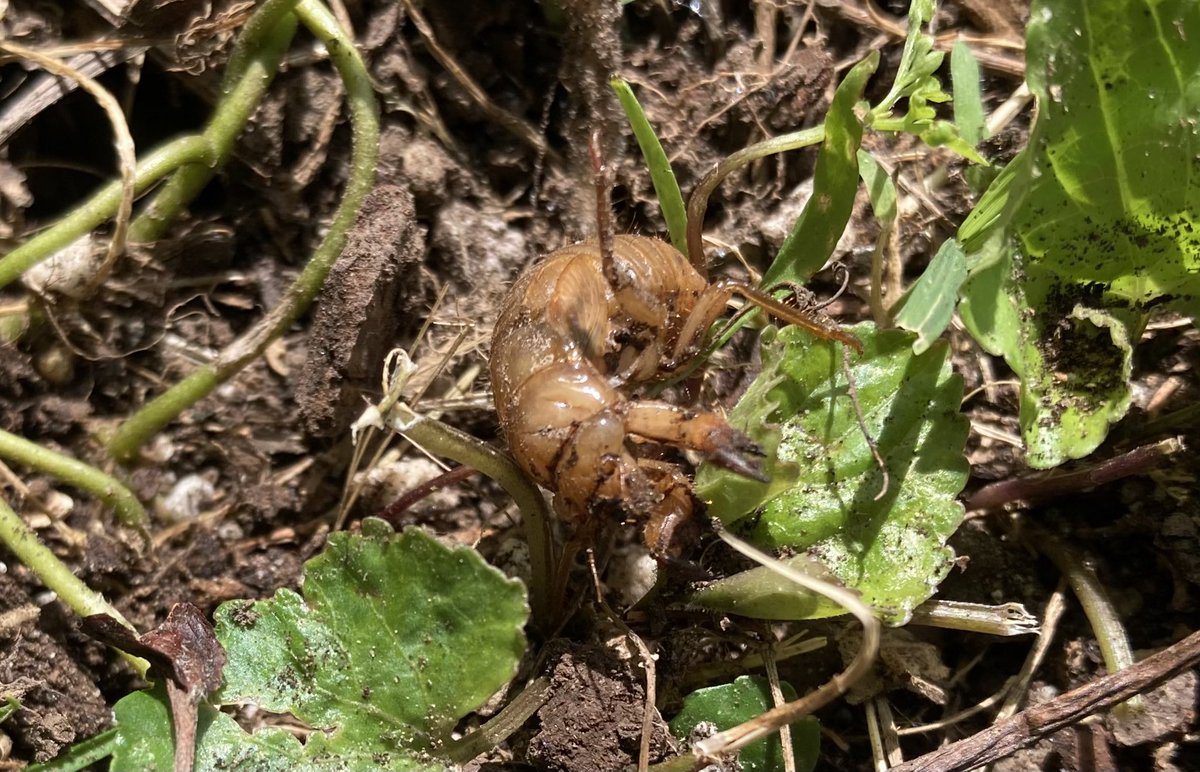 Dig up one cicada today. A little surprised there weren’t more.