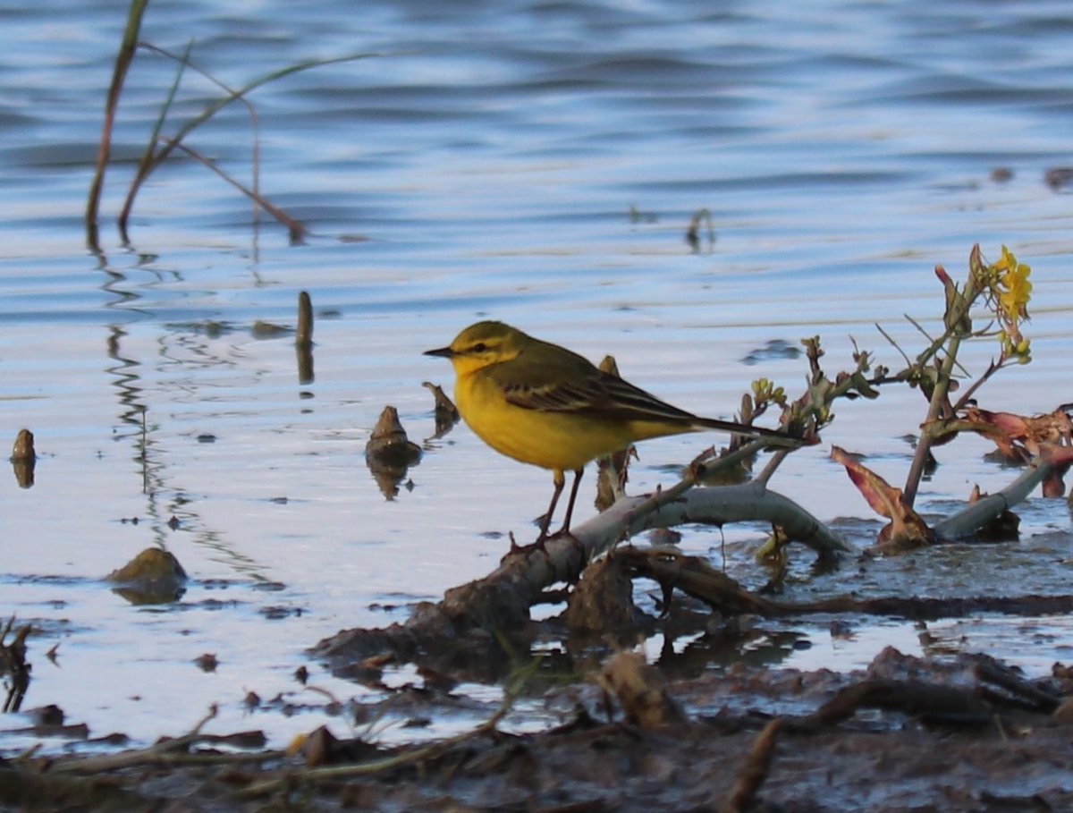 ChrisRuisB's tweet photo. Very happy to come across a male ring ouzel east of Stapleford this evening. Also 14+ yellow wagtails, 22 swallow, my first house martin of the year and a male mandarin @CambsBirdClub https://t.co/b3w6DixxVM