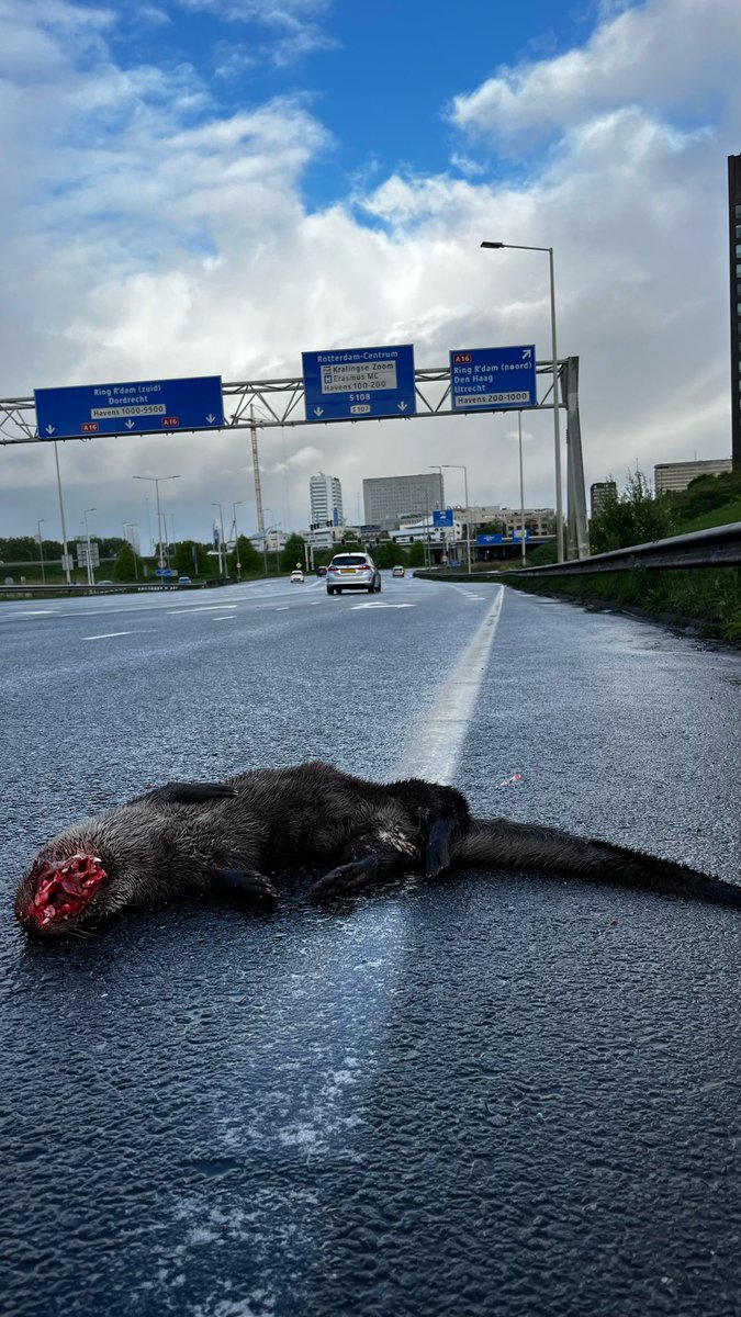 Wat een triest beeld. Helaas is dit, hoewel de otter in de Rijnmond nog niet echt is gevestigd, alweer 3e dode otter. 2× een verkeersslachtoffer (hieronder 👇 op de N210 vlakbij de Van Brienenoordbrug en eerder op de N207), 1x (waarschijnlijk) een fuik 1/2 dehavenloods.nl/nieuws/algemee…