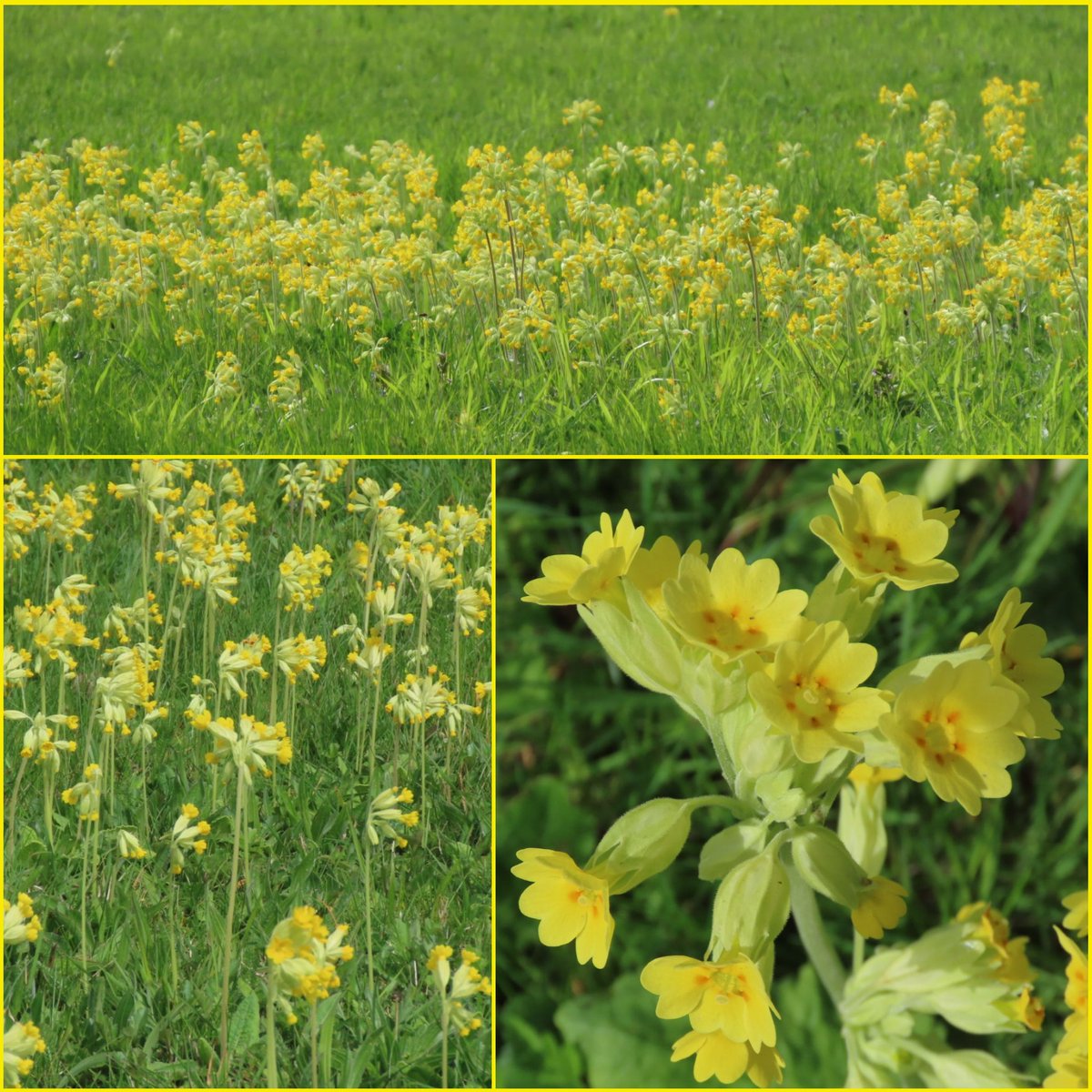Swathes of cowslips in my dad's Suffolk meadow - unploughed for 70 years. #CowslipChallenge @wildflower_hour @BSBIbotany