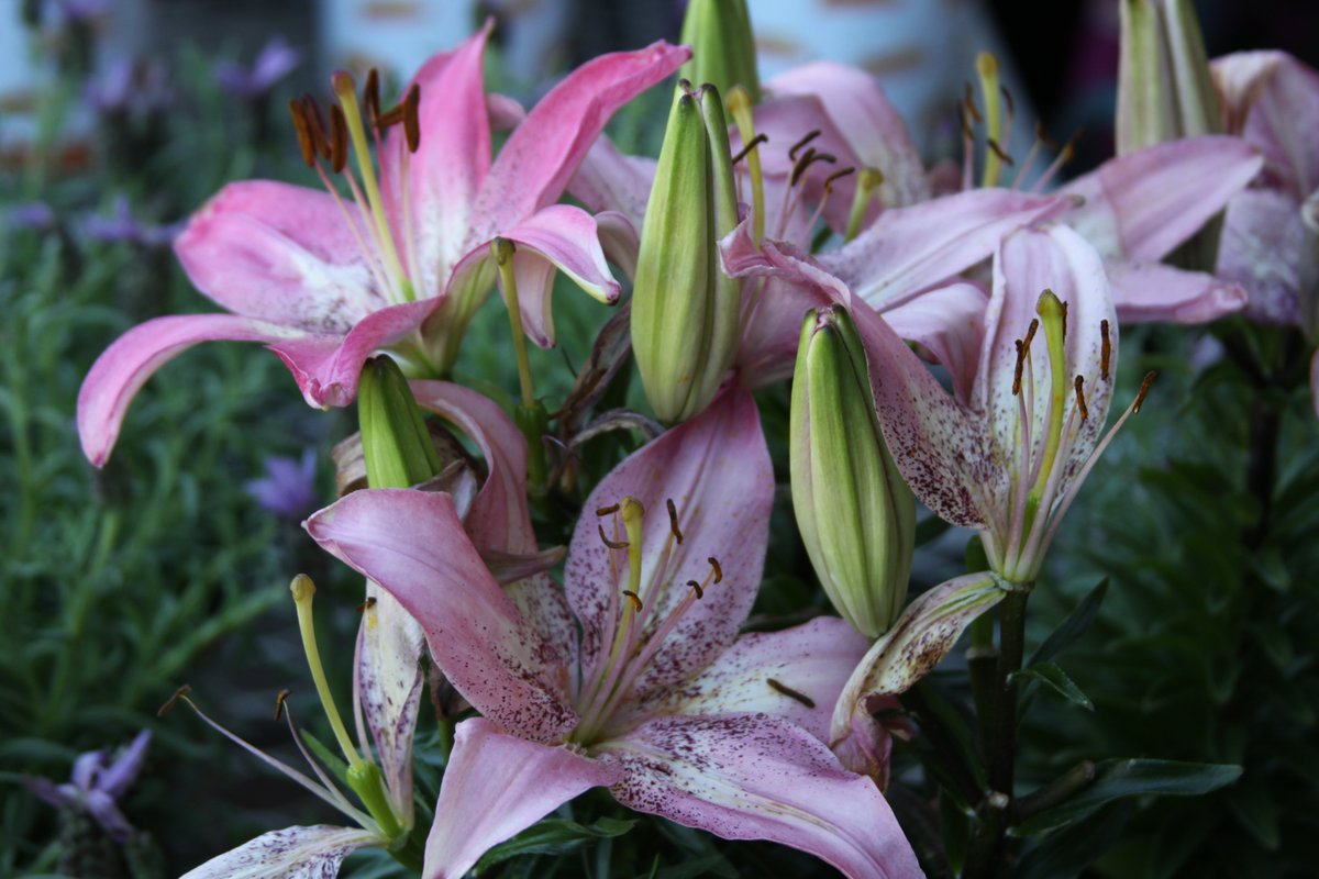 Cinder_Art's tweet photo. No thoughts only flowers‼️

Took some photos for a college project https://t.co/uYIkvKdeWc