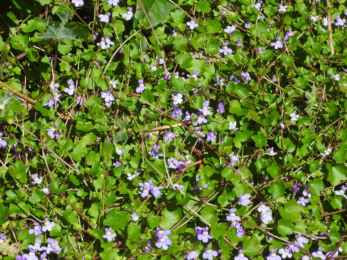 Bluebells at Lymington and ground ivy and forget-me-not at Blashford Lakes today and ivy-leaved toadflax in Winchester on Thursday. #WildflowerHour