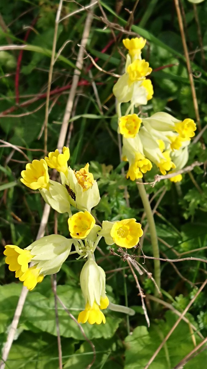 Some cowslips from our walk on the Greenwich Meridian Trail last week #CowslipChallenge #wildflowers #RouteZero #spring  #nature #wildflowerhour @wildflower_hour