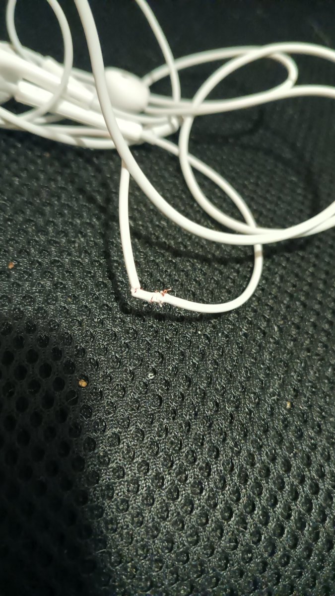 NOOOOO MY RATS ATE MY MIXING EARPHONES