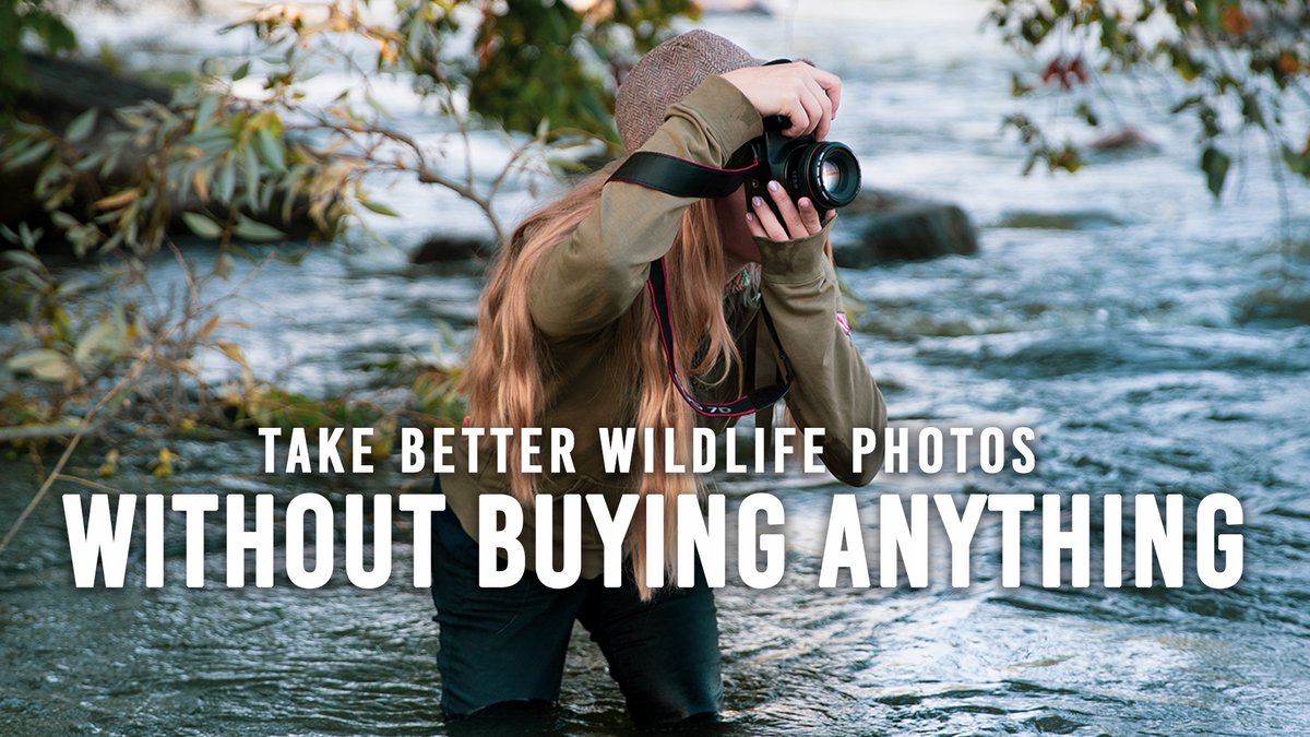 It's not the camera or lens that will make you a better photographer but there are a few skills that will improve your wildlife photography. ➡️ bhpho.to/4azPasC