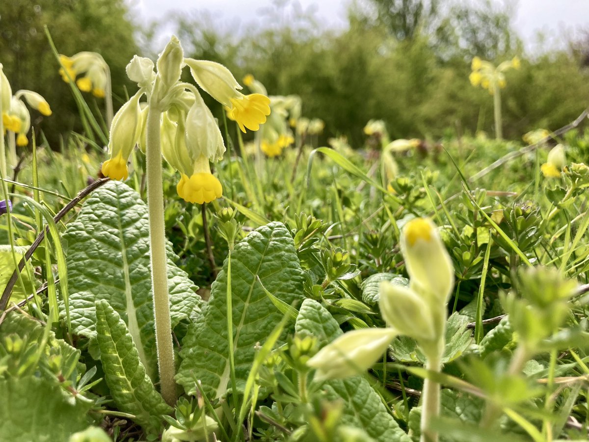 The Cowslips are flowering nicely #wildflowerhour