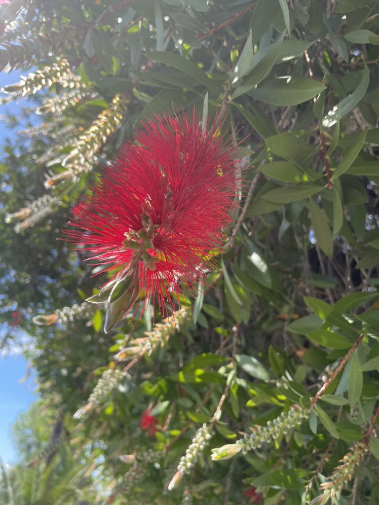 #FlowerReport bottle brush #GranadaHills #California