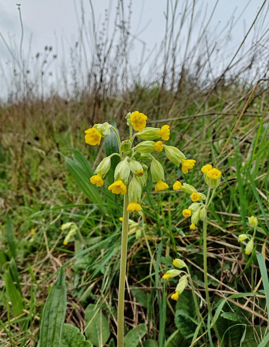 Cowslips - these were the first I'd seen in 2024, on 23 March.
#wildflowerhour