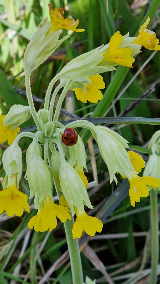 Hello @wildflower_hour - loving the #CowslipChallenge to find one - amazed to see so many at our #rewilding site in Co. Durham. An amazing site for sure. ❤️👏 #wildflowerhour #rewilding #wildflowers #rewildinghope #cowslips