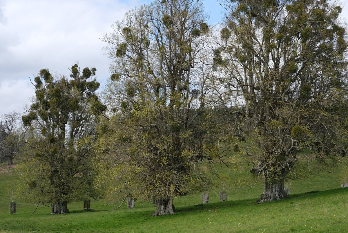 #EnglishOak
Cowdray park today, these 3 old oak trees adorning their hair with mistletoe. @TheKentAcorn