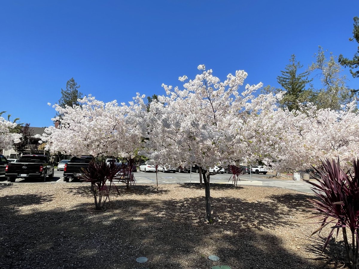 The cherry trees, or #sakura, were in full bloom at #Cupertino Memorial Park. #桜 #満開