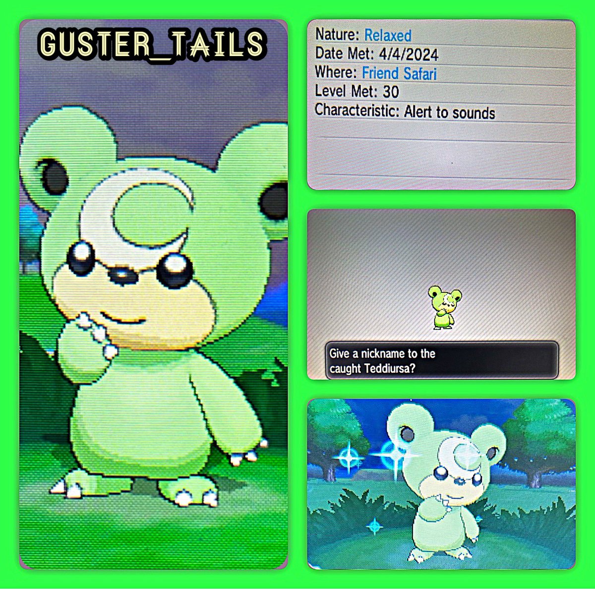 GusterTails's tweet photo. Over the last couple days before the 3DS online servers shut down, I was checking my friend safari’s on Pokémon X & Y to see what Pokémon other people had & during that process I encountered a shiny Teddiursa. ✨
#ShinyPokemon #PokenonXY #FriendSafari https://t.co/Q6phHVeJ9L
