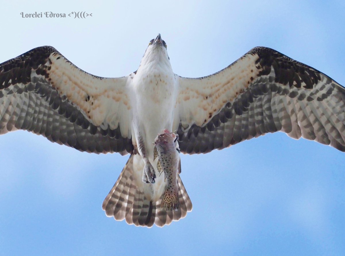 Same osprey I posted before with headless spotted seatrout almost directly above me
Fl., USA