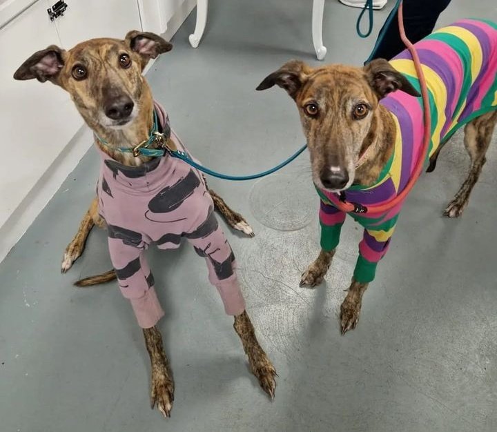 💕 Adopt a Greyhound & make many new friends 🤣 Anyone who has adopted a #Greyhound or #Lurcher will tell you it's like joining a unique community, 🥰 Walking your #sighthound can take longer because you get stopped & asked about them so often🐾😍 💙 This is Maggie and Ada 💙